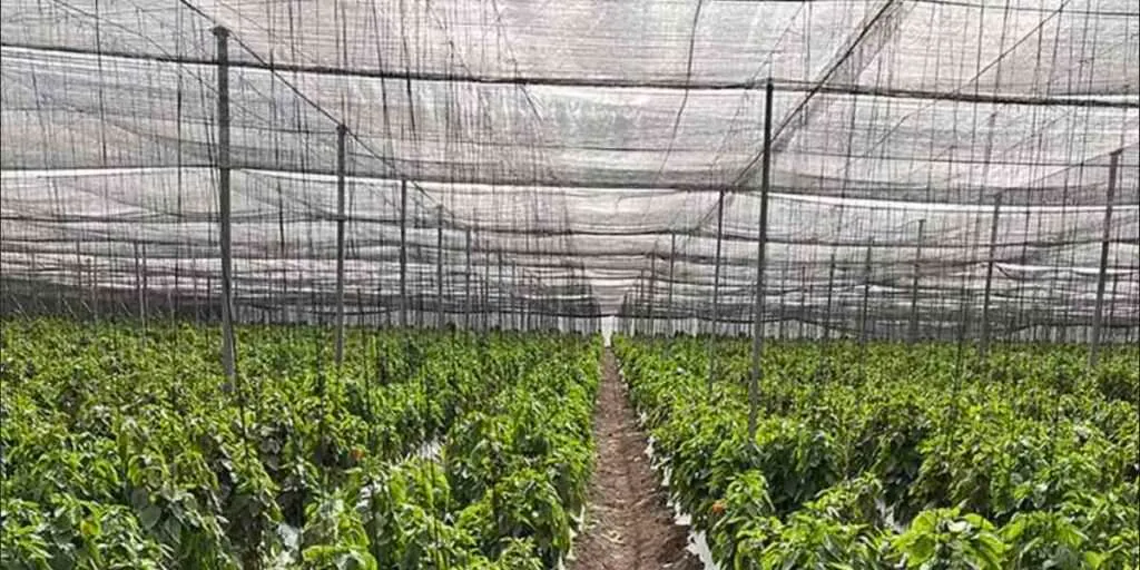 Agriculture