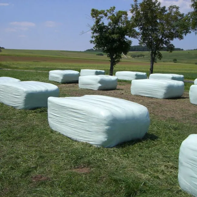 Square bales wrapped in silage film